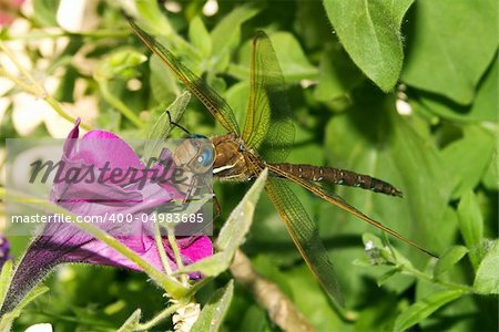 Dragonfly on a petunia flower in a sunny day