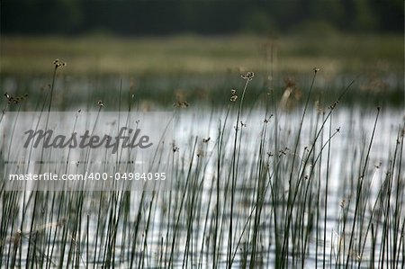 Background of reeds growing in water