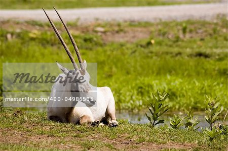 View of a gazelle relaxing in the grass