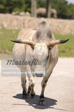 Close-up view of a zebu in the zoo