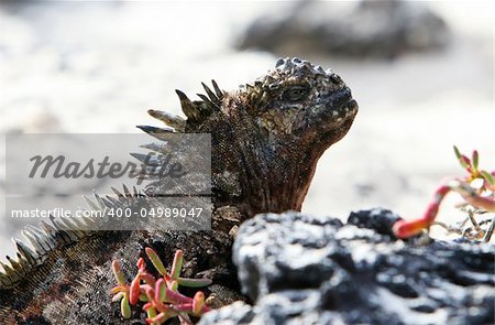 Galapagos Marine Iguana closeup