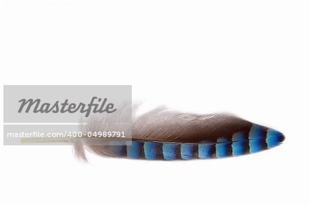 close up of a feather grey ,black and blue colored  on a white background