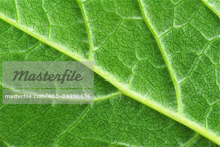 structure of leaf natural background