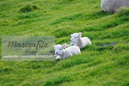 Sheep And Grassland In The New Zealand