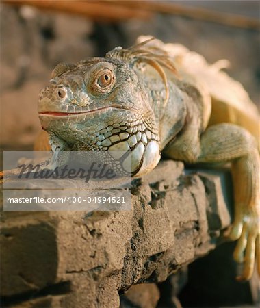 The lizard. Wild animals. An aquarium - wild animals