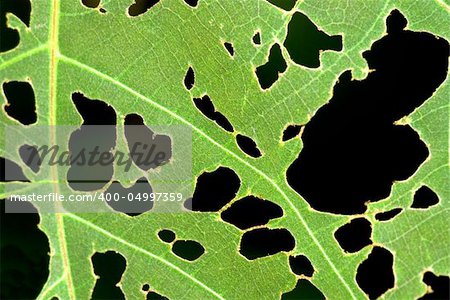 Close up of a leaf with holes