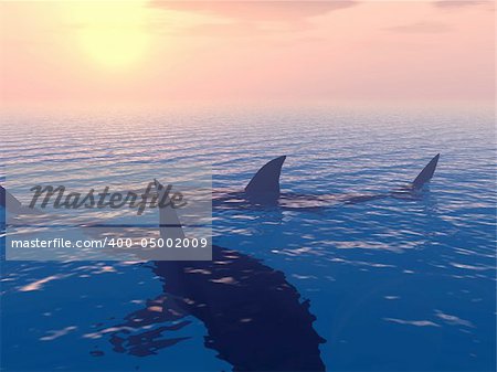 Two sharks in searches of a victim on a background of the coming sun, near coast àâñòðàëèè