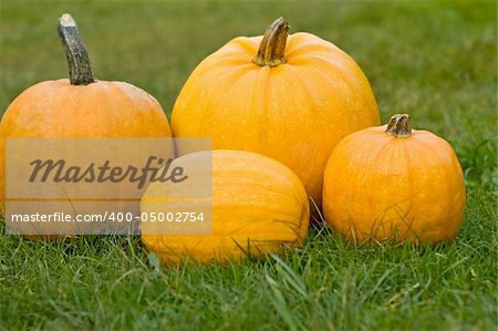 Pumpkins on the green grass
