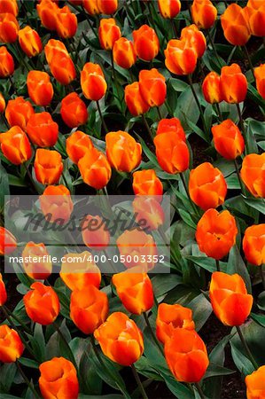 Flair Tulip in Keukenhof garden (Holland)