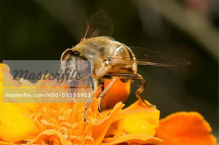 Extreme macro of a working bee on flower
