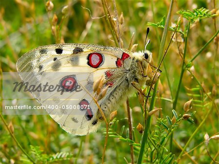 nomion butterfly sitting on the grass