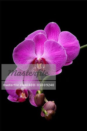 Pink orchid