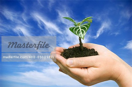 plant in the hand on sky background