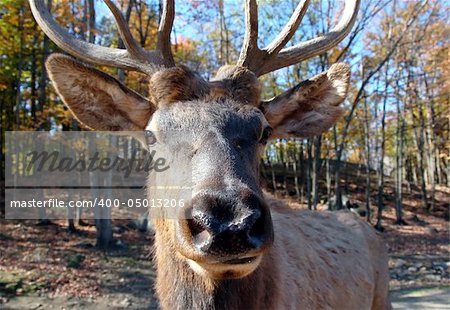 A close-up portrait of a big elk (Cervus canadensis) in a colorful autumn's forest