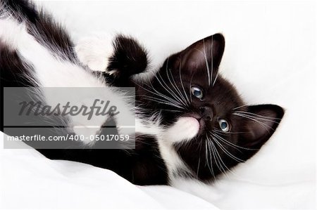 Adorable black and white kitten playing.