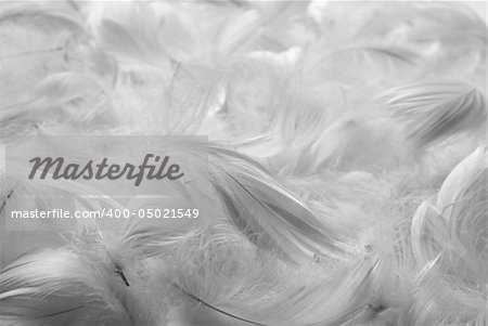 Feathers background. Black and white. Shallow depth of field.
