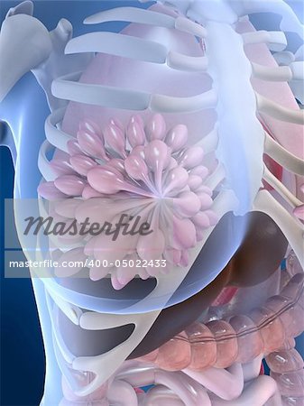 3d rendered anatomy illustration of a female skeleton with breast