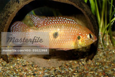 Adult male Hemichromis guttatus 'Bangui' male in breeding coloration.