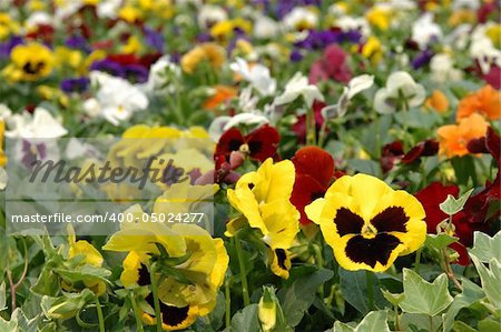 Filed of mixed color pansies, focus on the yellow