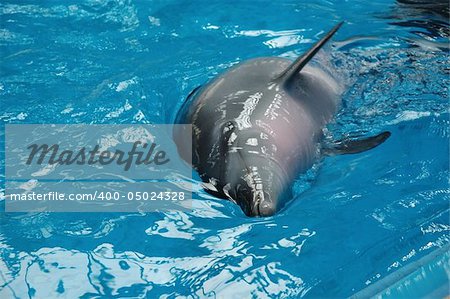 Bottle nose dolphin playing in the pool