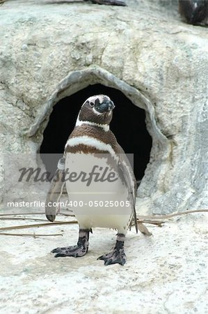 Magellanic penguin, San Francisco Zoo
