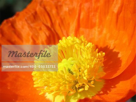 Bright, pretty and very orange - a California Poppy.