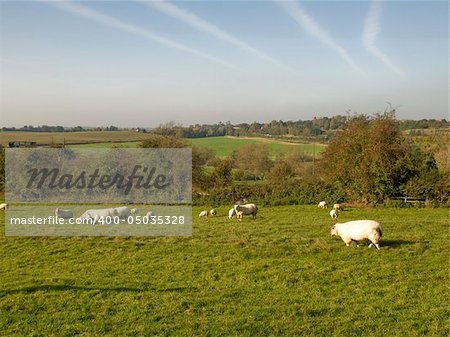 Sheep in a field on farmland in the countryside.