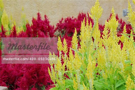 colorful flower in the gardens