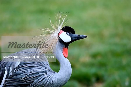 A Gray Crowned Crane