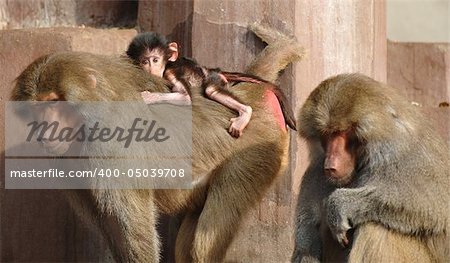 Monky family. Mother, father and newborn baby