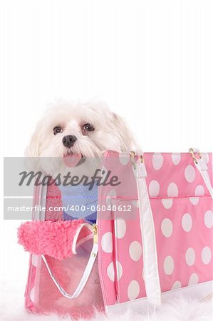 happy doggy travel tote