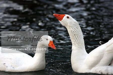 Two white geese next together in a lake