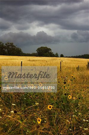 sunflowers growing wild near near field with approaching storm