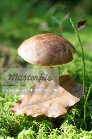 Mushroom boletus luteus, close up, nice macro picture. Eatable mushroom.