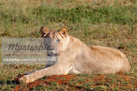 female lion panthera leo on the plain of entabeni game reserve welgevonden waterberg limpopo province south africa