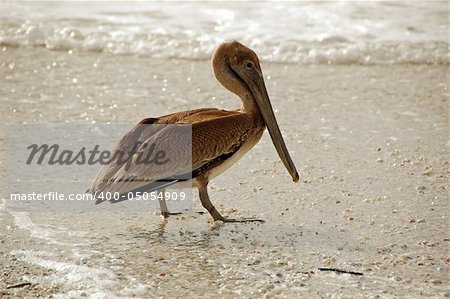 Sea bird wading in the ocean