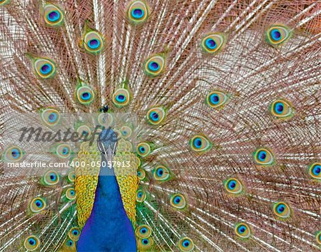 Male peacock displaying his feathers.