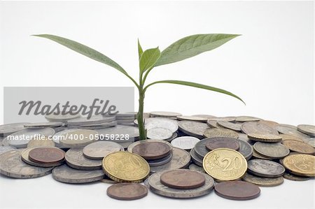 Coins and plant, isolated on white background.