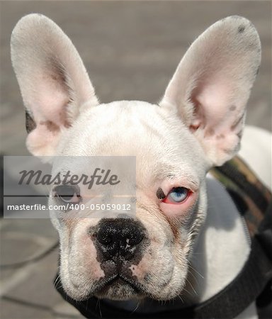 Close up of a french bulldogs face, with a blue and a brown eye.