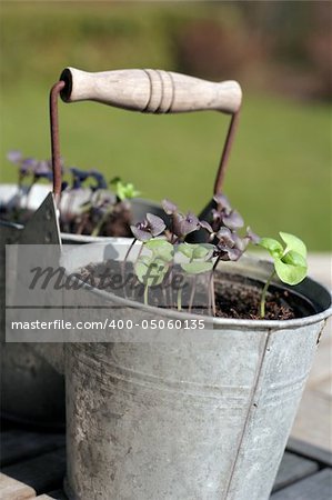Young plants of a red and green basil in a bucket