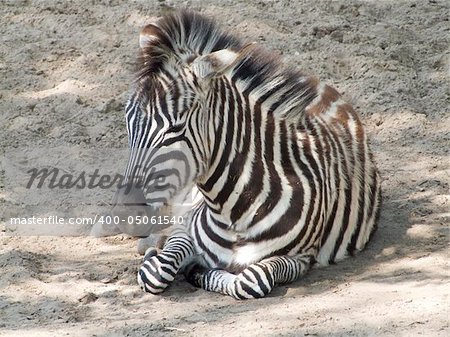 Photograph of a young zebra lying down in the sand