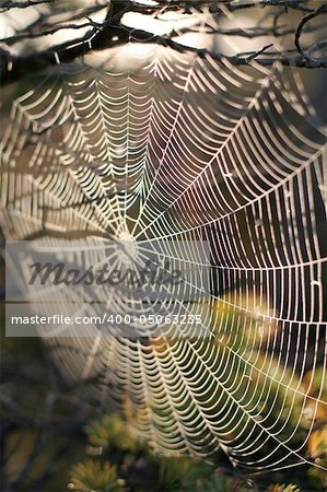 Spiderweb in tree on sunrise