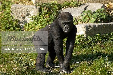 gorilla