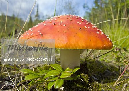 Fly agaric - essentially toadstool