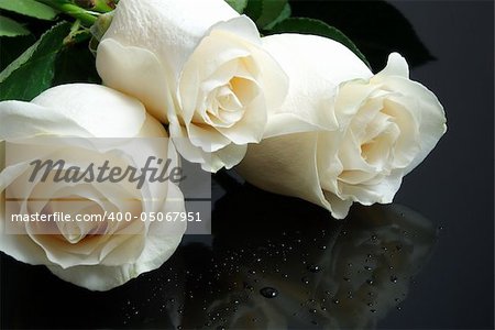 three white roses with waterdrops on black background