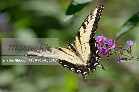 Tiger Swallowtail Butterfly (papilio glaucas) on purple Butterfly Bush Flowers