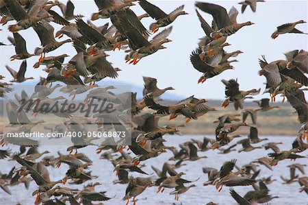 Large flock of Greater White-fronted Geese (Anser albifrons) taking flight
