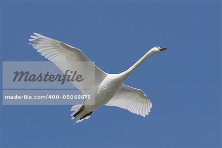 Mute Swan (Cygnus olor) in flight over the Atlantic Ocean