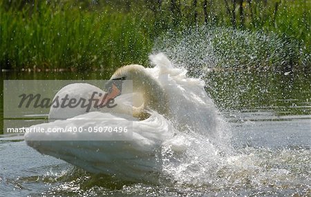 energetic swan washing feathers