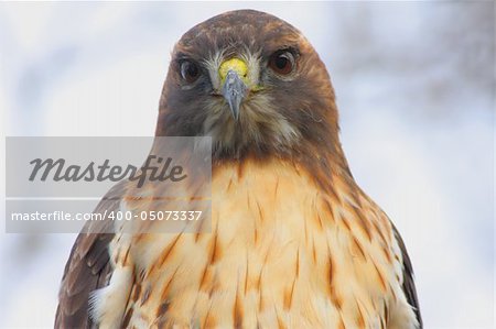 Close-up of a wild Red-tailed Hawk (buteo jamaicensis) in the Great Swamp National Wildlife Refuge